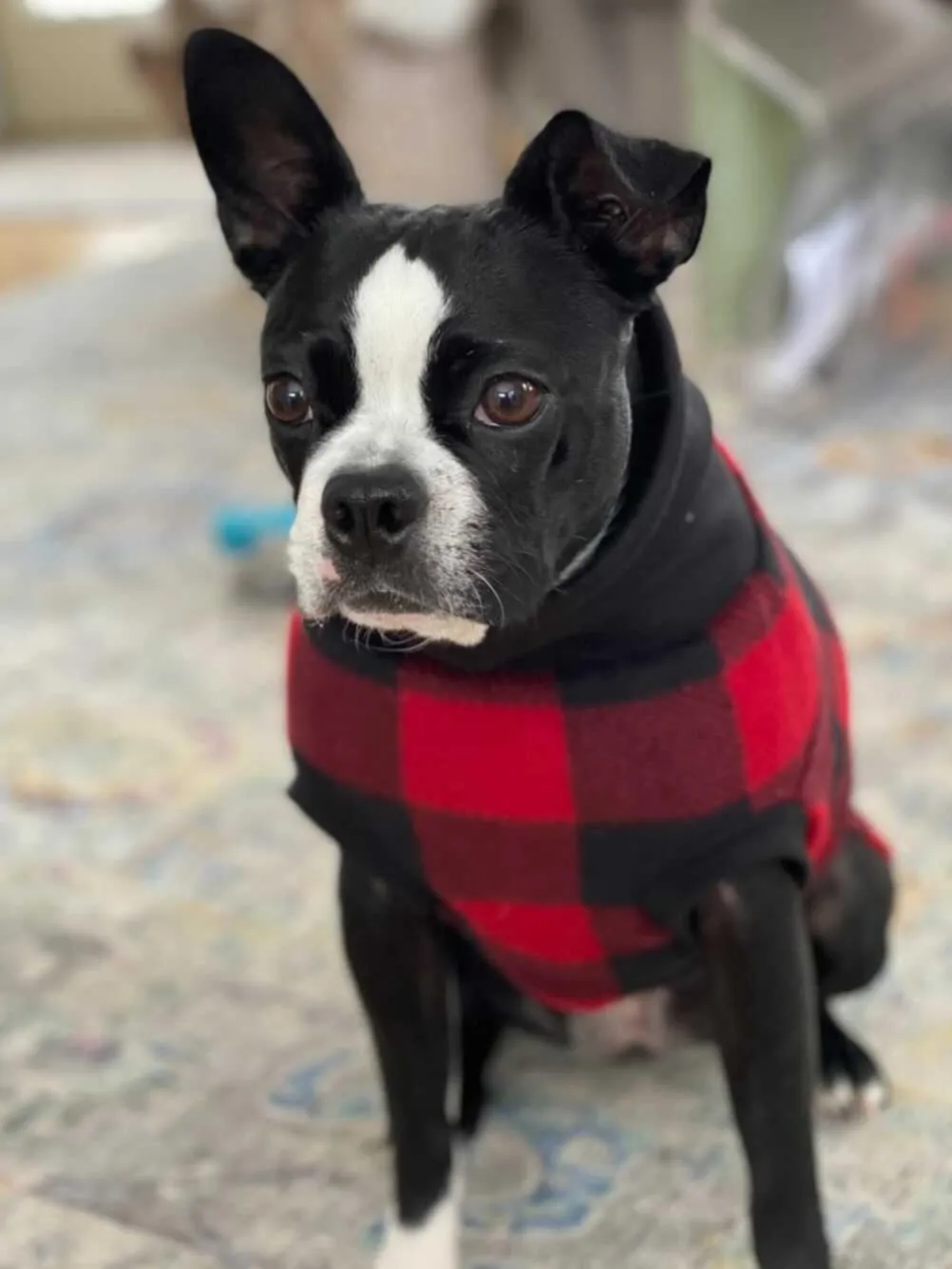 The Classic Red Buffalo Plaid Dog Sweater